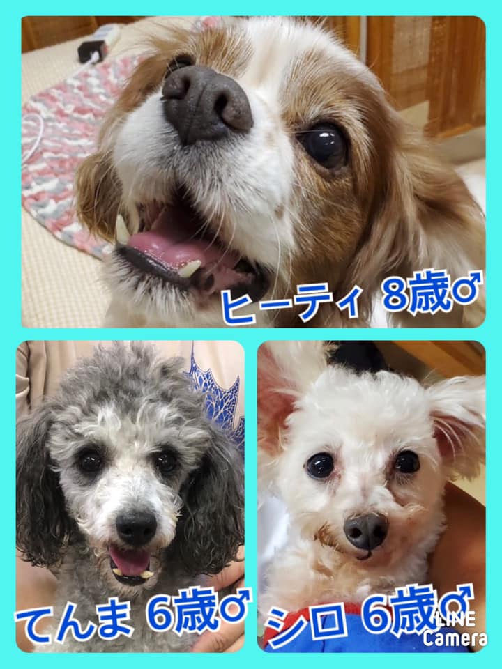 🐾今日の里親様募集中ワンコ🐶メンバーです🐾2020,9,28